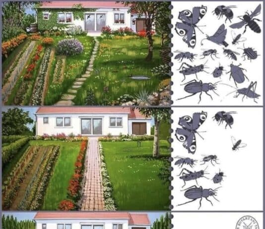 We can help stop the decline in insects