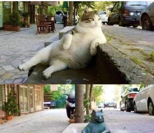 There once was a cat by the name of Tombili