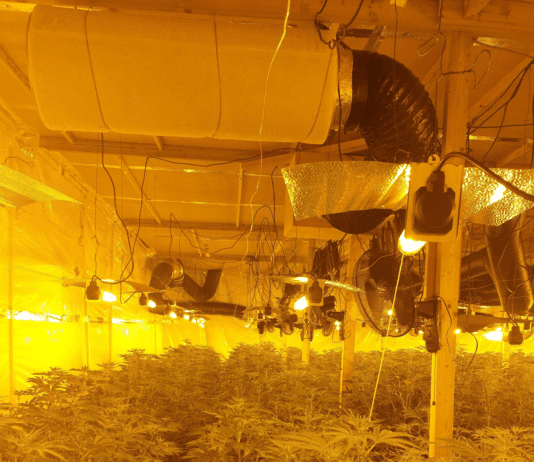 Man charged following discovery of cannabis factory in Christchurch