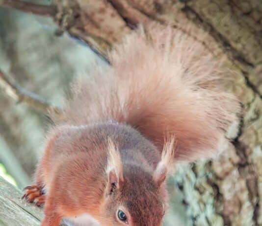 Scientists at Bournemouth University are supporting efforts to protect red squirrels on three islands in Dorset and Hampshire