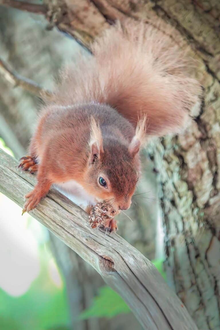 Scientists at Bournemouth University are supporting efforts to protect red squirrels on three islands in Dorset and Hampshire