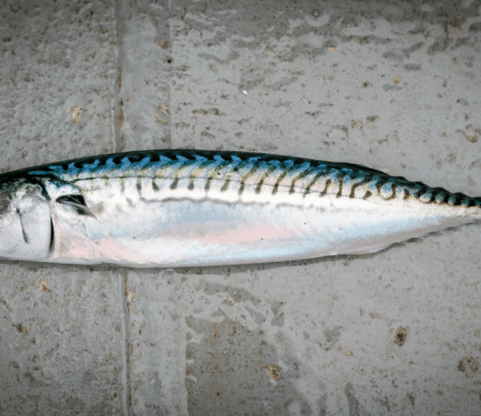 Atlantic mackerel being driven to extinction by overfishing