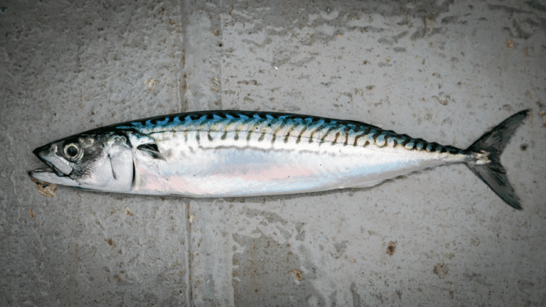 Atlantic mackerel being driven to extinction by overfishing