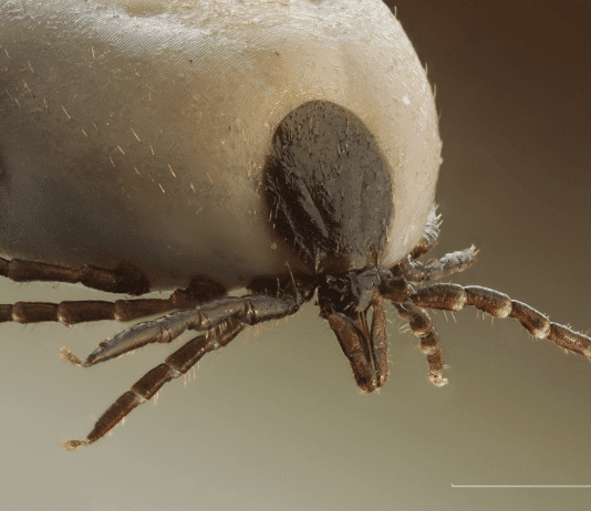 Tick-borne viris that causes meningitus detected in Dorset