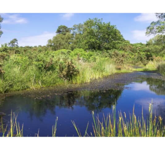 Stay safe from bug bites whilst enjoying Dorset’s countryside