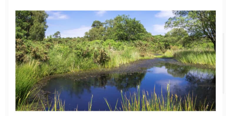 Stay safe from bug bites whilst enjoying Dorset’s countryside