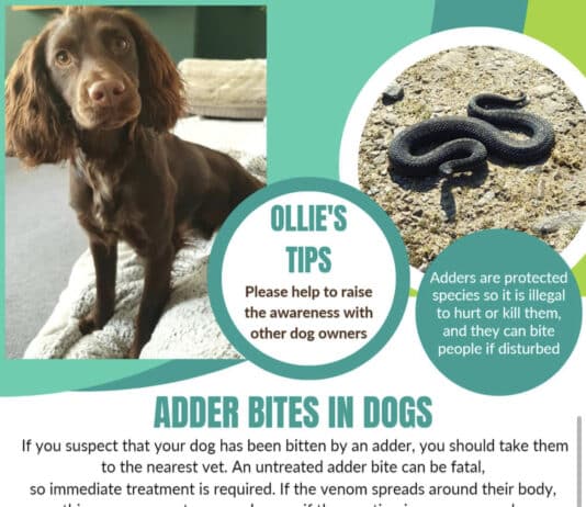 My dog Ollie was killed by an Adder. Dog owners, please be careful