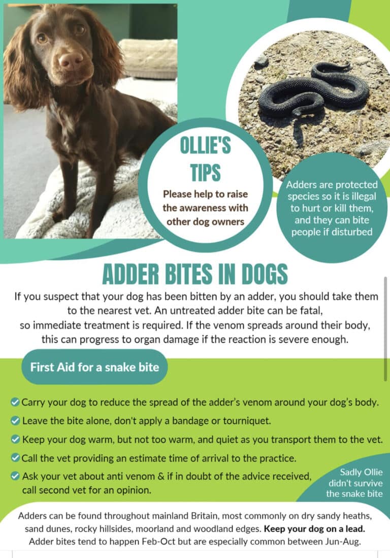 My dog Ollie was killed by an Adder. Dog owners, please be careful