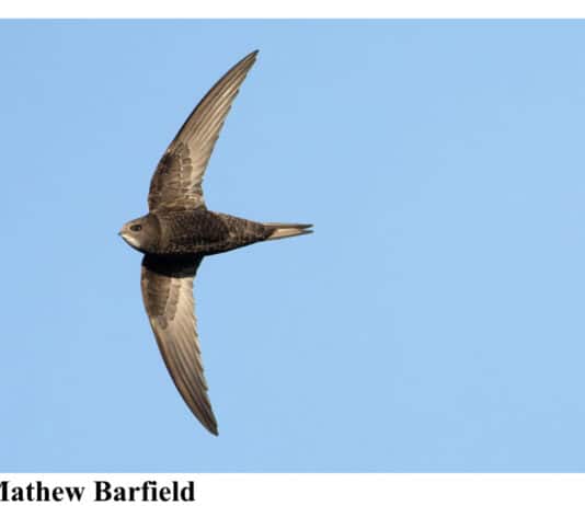 Dorset Swifts Need Our Help