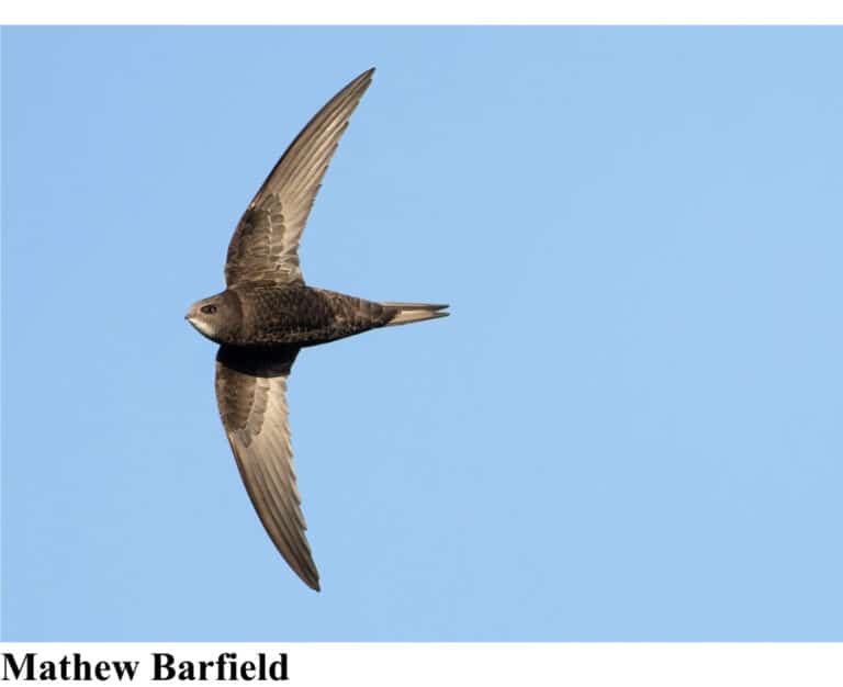 Dorset Swifts Need Our Help