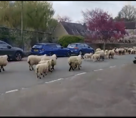 Flock of sheep walking through Dorset village