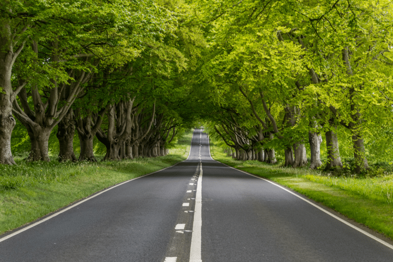 Fatalities lead to lowering of speed limit at Badbury Rings