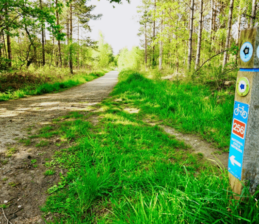 Police investigating whether fire in Ferndown was started deliberately