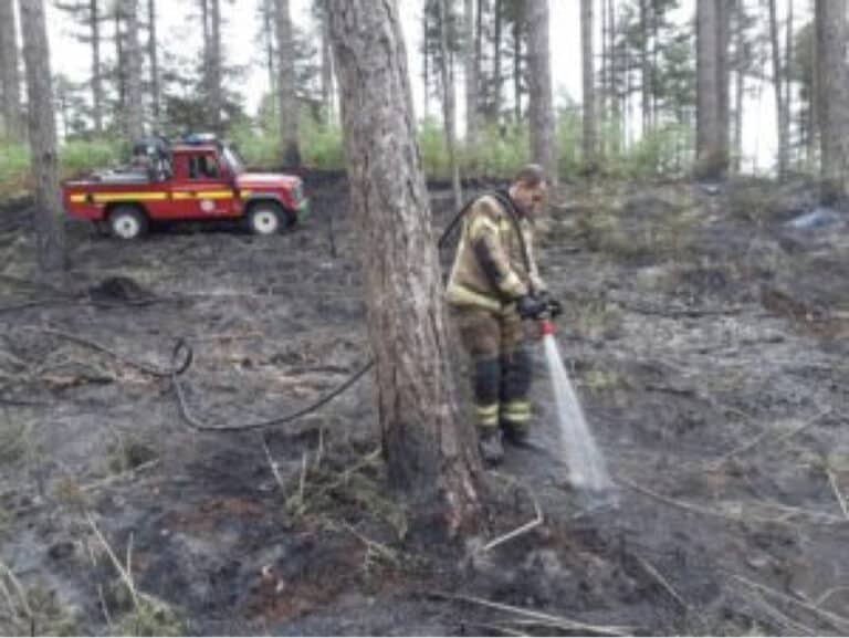 Dorset wildfire causes devastation as charred remains of animals leave fire services heartbroken