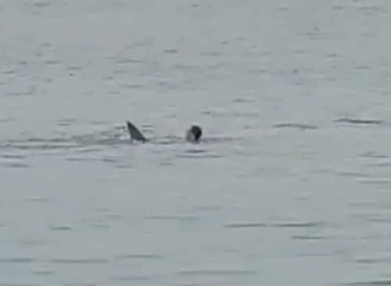 Man killed by Tiger Shark at Egyptian resort