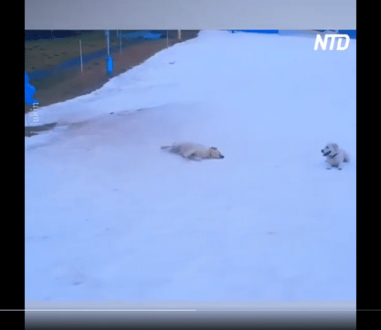 Golden Retriever provides cutest uplifting moment