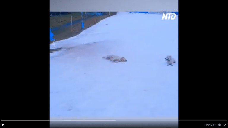 Golden Retriever provides cutest uplifting moment