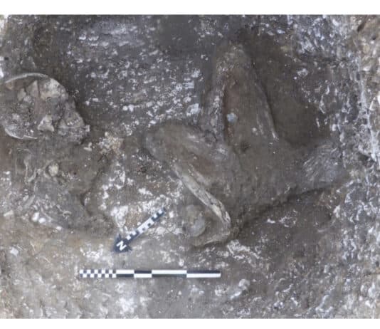Bronze Age human remains uncovered during excavation of Iron Age settlement