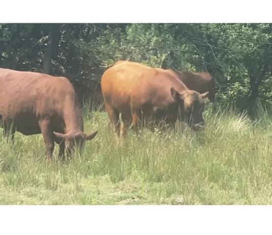 Cattle grazing a trail in conservation work on Purbeck Heaths