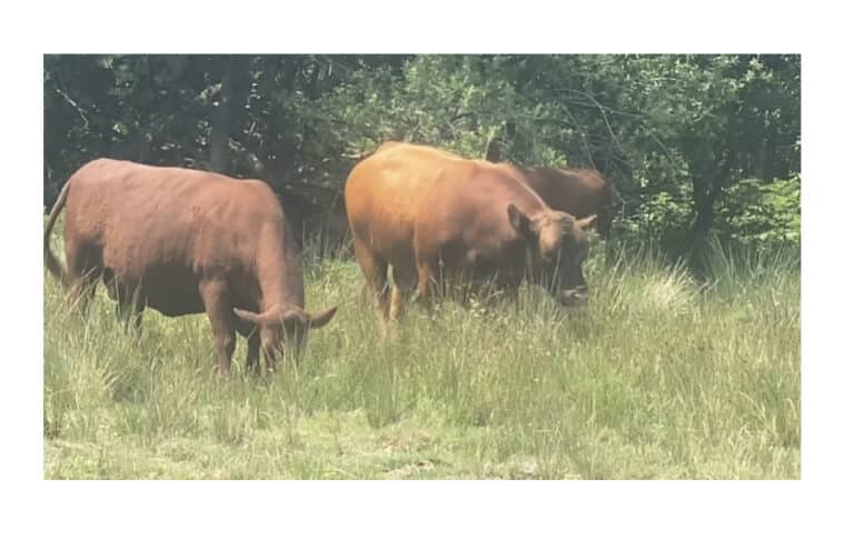 Cattle grazing a trail in conservation work on Purbeck Heaths