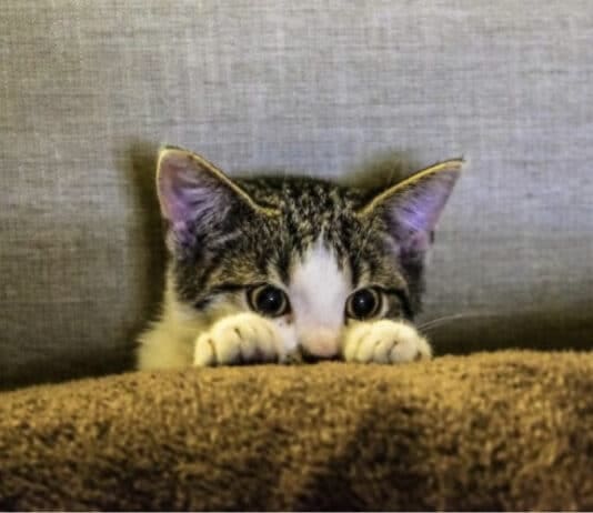 Heartbreaking figures reveal level of cat cruelty in Dorset