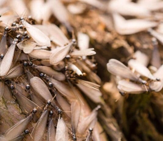 Mile long swarm of flying ants heading towards south coast