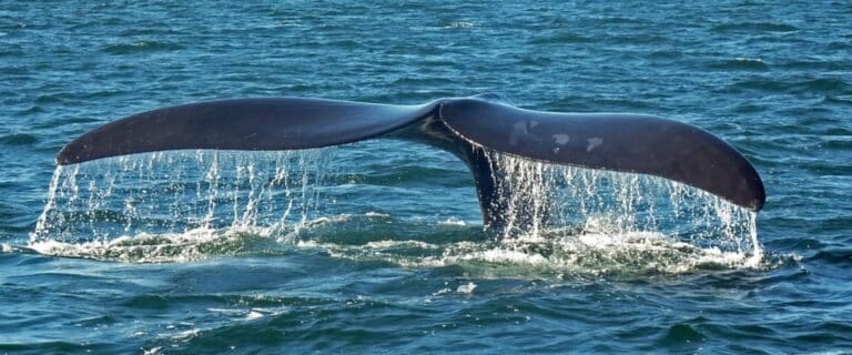 WHAT MORALITY IS FOR