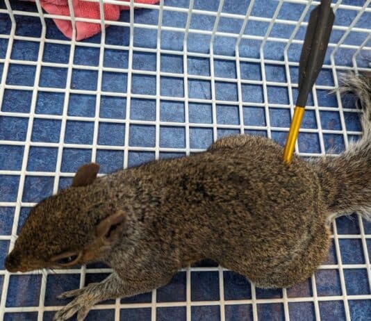 Air guns, crossbows and catapults: RSPCA reveals shocking animal attacksÂ