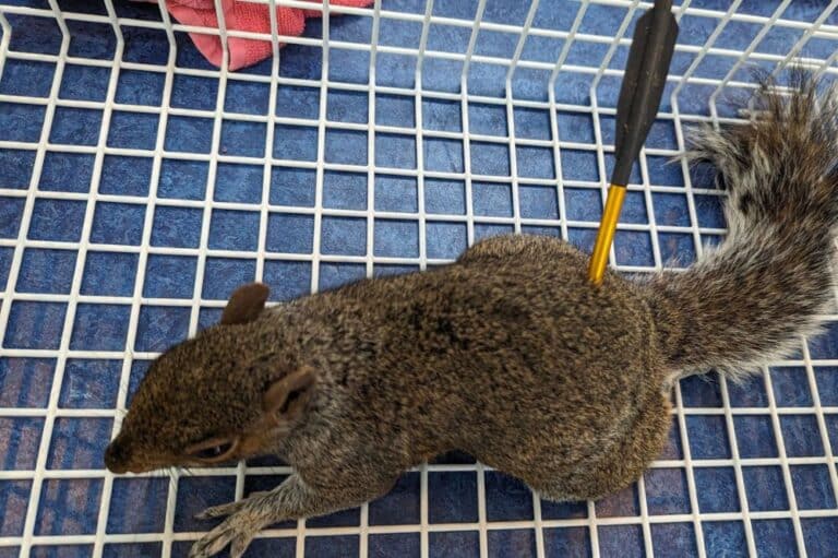 Air guns, crossbows and catapults: RSPCA reveals shocking animal attacks 