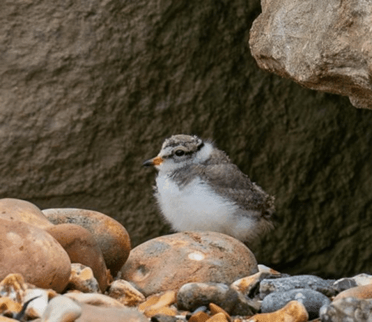 Ringed Plovers Breed in Christchurch Harbour – First Time since 1984