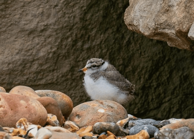 Ringed Plovers Breed in Christchurch Harbour – First Time since 1984