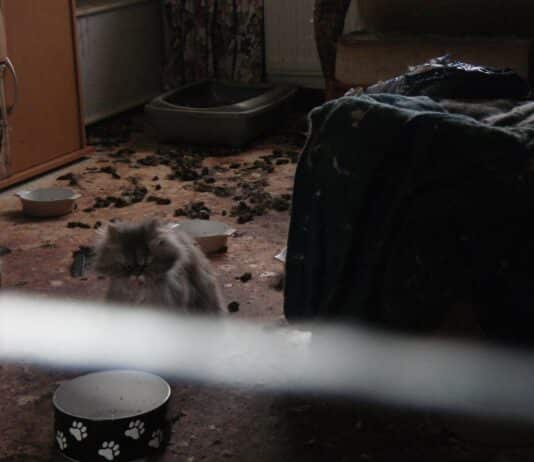 Christchurch woman banned from keeping cats for 10 years following RSPCA conviction