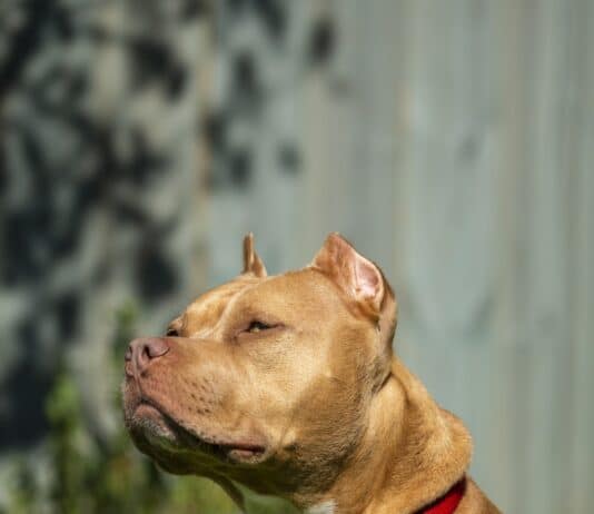 More than 1,100 dogs had ‘cruel and unnecessary’ procedure in UK since 2020