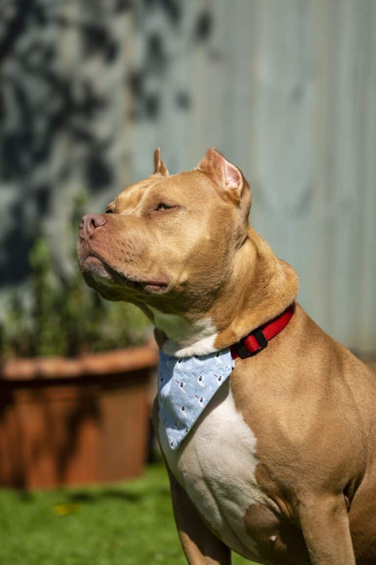 More than 1,100 dogs had ‘cruel and unnecessary’ procedure in UK since 2020