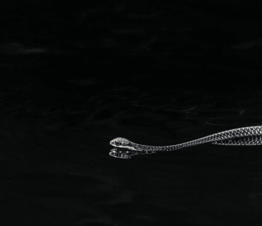 10 stunning animal photos that show the South’s got talent! Â