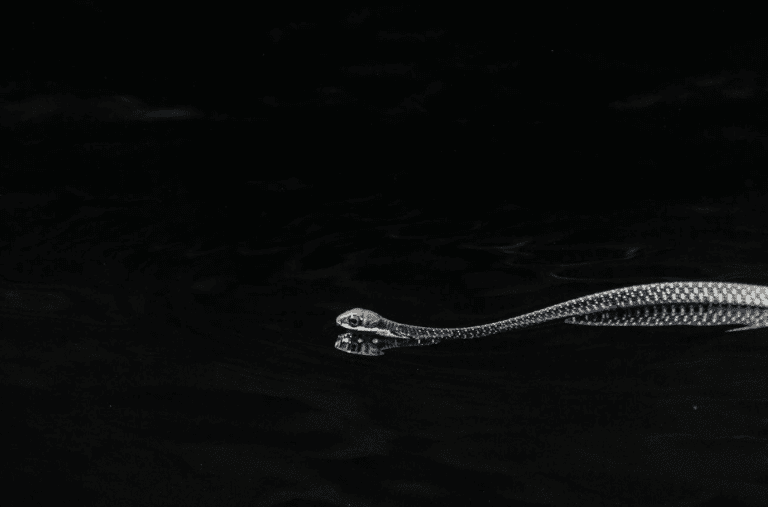 10 stunning animal photos that show the South’s got talent!  