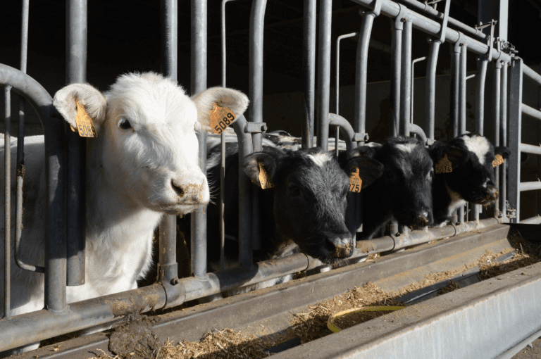 Vast majority of public want to know how animals were treated before they eat them