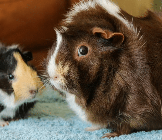 RSPCA centres jam-packed after 37% rise in unwanted guinea pigs