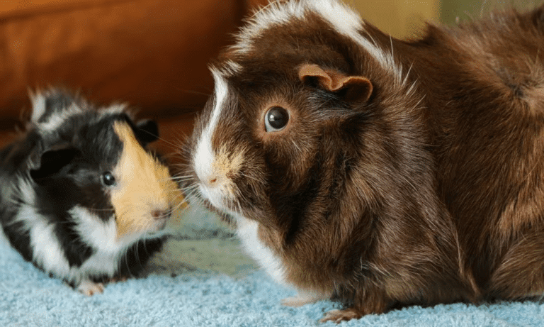 RSPCA centres jam-packed after 37% rise in unwanted guinea pigs