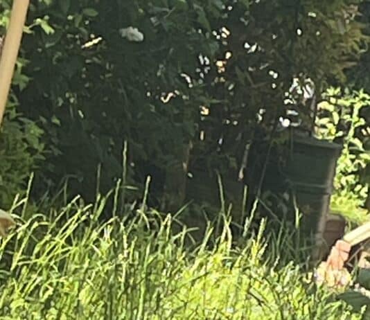 The top 30 most frequently asked questions and answers about cats