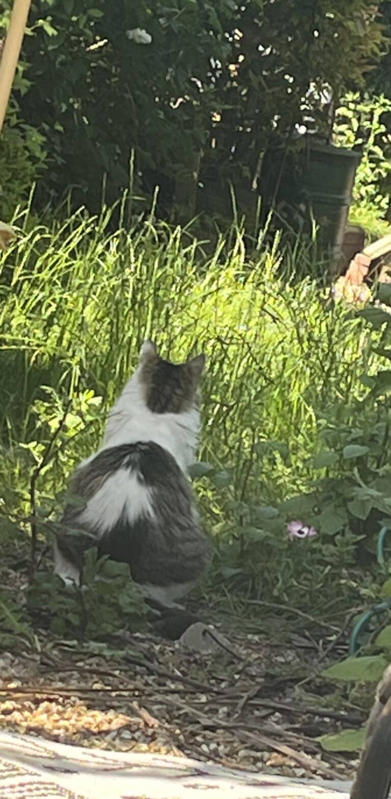 The top 30 most frequently asked questions and answers about cats