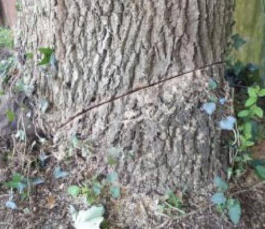 Information sought following malicious damage to Oak tree in Wool