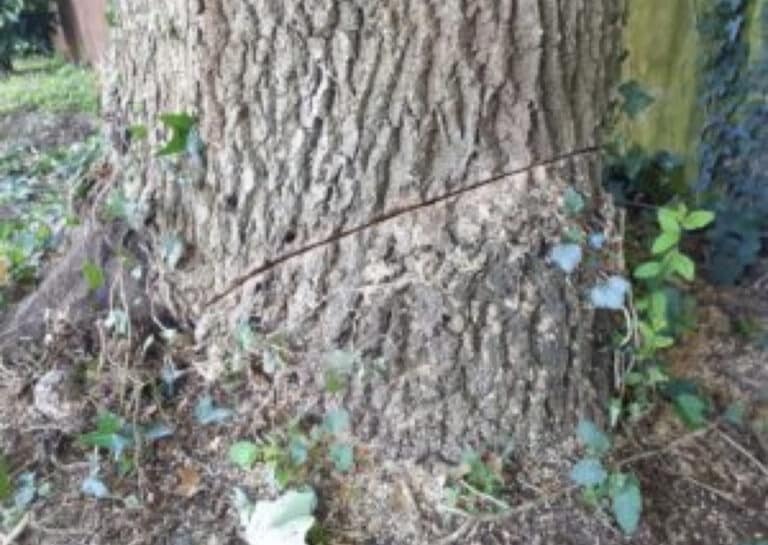 Information sought following malicious damage to Oak tree in Wool