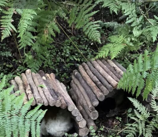 Rescued in the nick of time: guinea pigs let loose in forest set to be rehomed