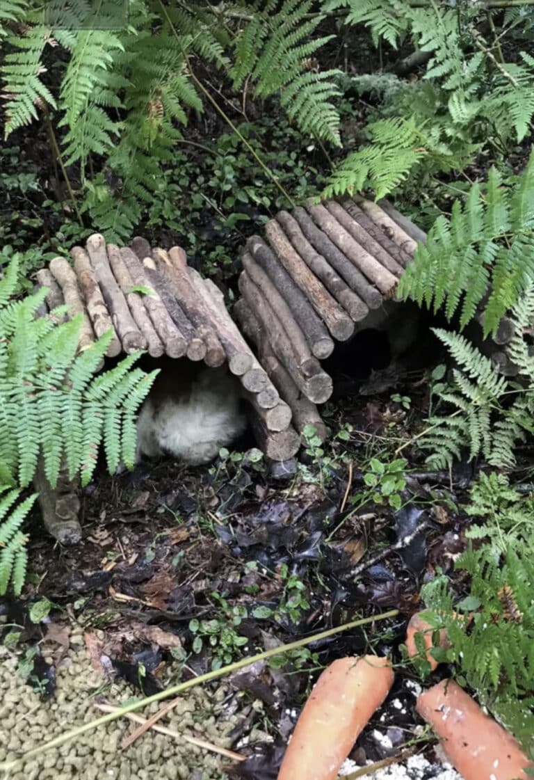 Rescued in the nick of time: guinea pigs let loose in forest set to be rehomed