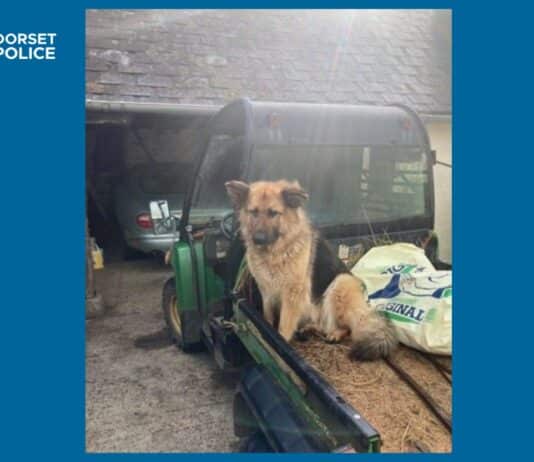 Man sought following suspected theft of dog in North Dorset