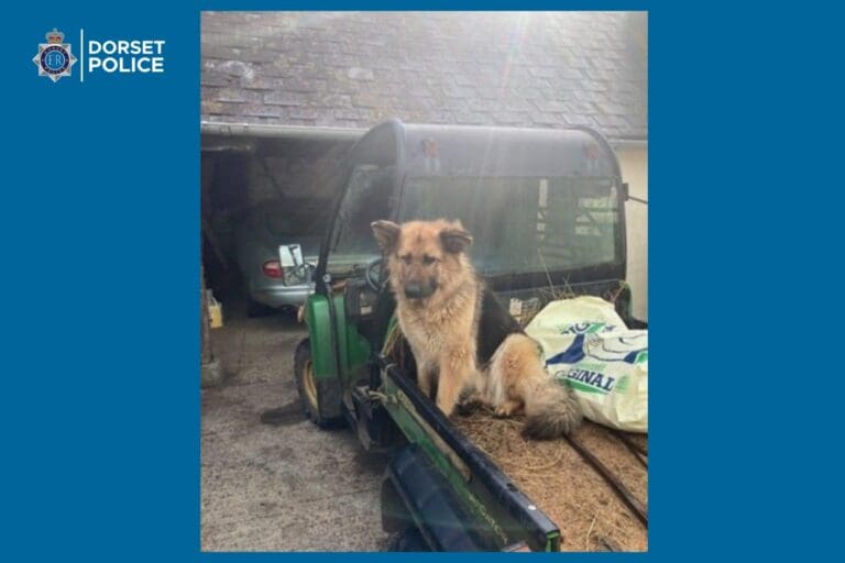 Man sought following suspected theft of dog in North Dorset