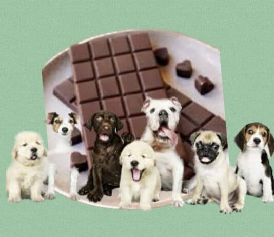 Understand the risk of chocolate for dogs
