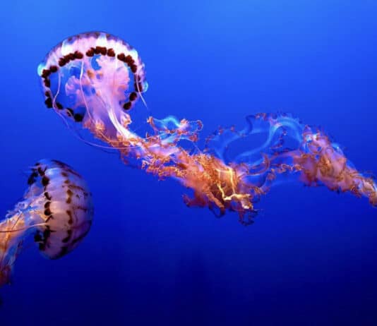 Jellyfish are flourishing in UK waters but no one knows exactly why