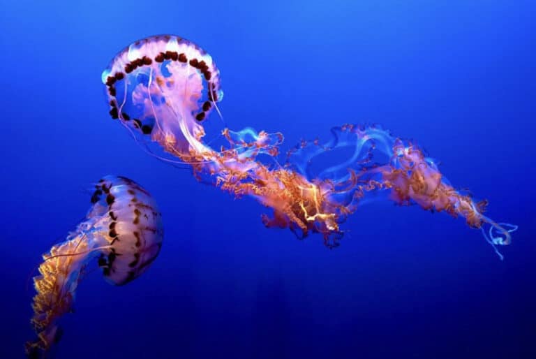 Jellyfish are flourishing in UK waters but no one knows exactly why